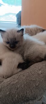 Ragdoll mačiatka, mačka - 15