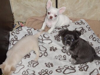 civava krátkosrstá,dlhosrstá. - 15