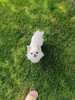 Čivava dlhosrstá, chihuahua, Solubist Dog KENNEL 💙💙 2 boy - 15