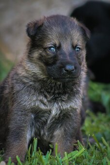 Nemecký ovčiak s rodokmeňom šteniatka - 15