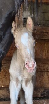 APH APHA PAINT HORSE ŽREBEC pripúšťanie - 15