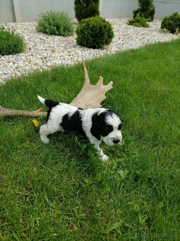 Šteniatko anglicky springer španiel - 15