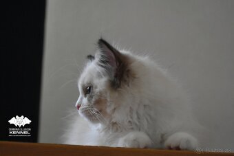 Ragdoll s PP - krémový kocúrik - 15