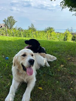 Zlatý retriever - 15