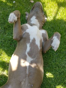 americky staforshier terrier - 15