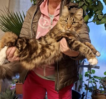 Mainská Mývalia mačka / Maine Coon - 15