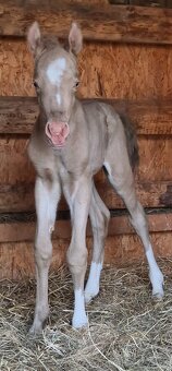 APH APHA PAINT HORSE ŽREBECE pripúšťanie - 15