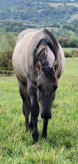 APH APHA PAINT HORSE ŽREBECE pripúšťanie - 15