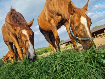 Quarter horse,QH valach.akciová cena. - 15