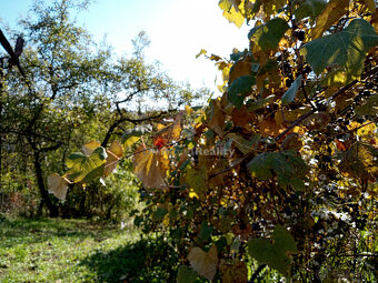 Stavebný, oplotený a slnečný pozemok s vinicou - obec Janík - 15