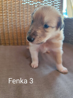 KÓLIA DLHOSRSTÁ,  ŠTENIATKA - 15
