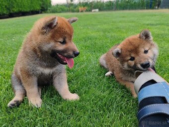 Shiba inu psýky s PP - 15