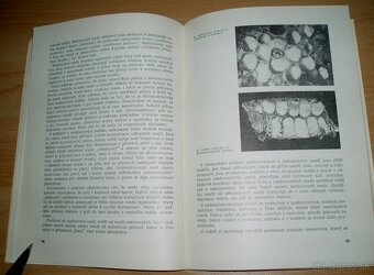 Medovice a včely - 15