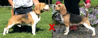 Beagle Bigel Bigl s PP FCI - 15