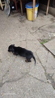 Jazvecik kratkosrsti. - 15