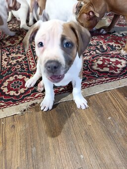 American Bully XL - 15