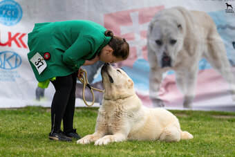 Stredoázijský ovčiak SAO s PP - 15