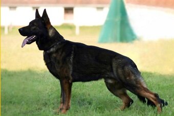 Predám šteniatka nemeckého ovčiaka - 15