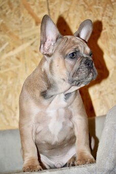 Francúzsky buldoček s PP - 15