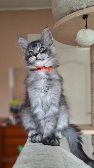 Maine coon,  mainská mývalia s PP - 15