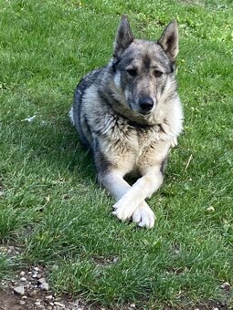 Západosibírska Lajka - 15