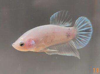 Bojovnica, betta, samec - 15