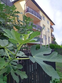 Krásny  2.izbový byt  74 m2  po rekonštrukcii - 15