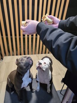 Americki staffordshire teriéra - Blue - 15