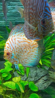 Discus - 15