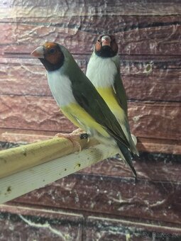 Amadina Gouldova - drobotina - 15