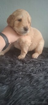 Goldendoodle po rodičoch s pp - 15