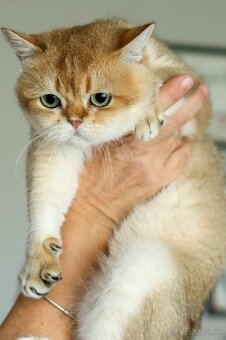 Britská krátkosrstá mačka - 15