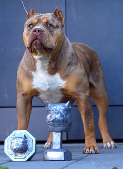 American Bully XL/XXL - 15