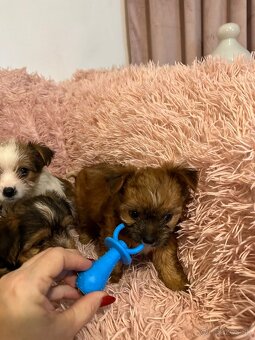 Yorkshirsky termín - 15