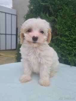 Maltipoo - 15