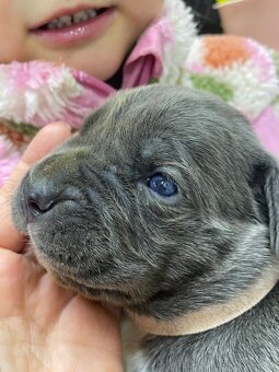 Cane Corso šteniatka - 15