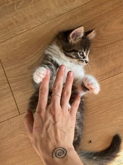 mačiatka Maine Coon/Nórska lesná + veľký domáci kocúr - 15