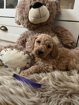 Goldendoodle F2 - 15