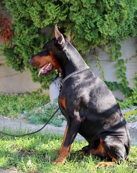 Doberman chovný pes - na krytie - 15