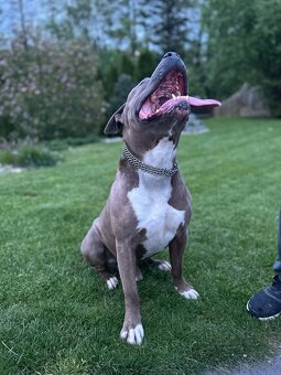 Šteniatka Americký stafordšírský teriér, staford, staffy - 15
