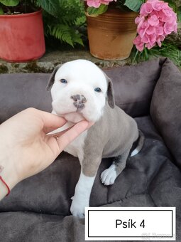Šteniatka Americký stafordšírský teriér, staford, staffy - 15