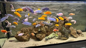 Africke cichlidy - 15