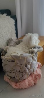 Maltezák fenka - 15