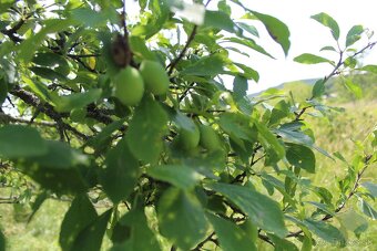 Priestranná chalupa na rekonštrukciu s vyše 30-árovým pozemk - 15