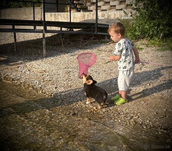 Welsh Corgi Pembroke - 15