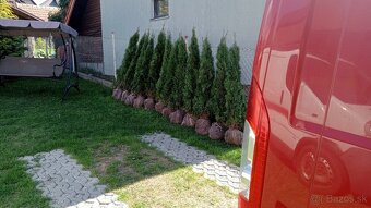 Tuja Smaragd, vavrínovec, červienka - Martin - 15