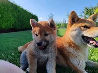 Shiba inu psýky s PP - 15