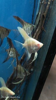 Americké cichlidy - 15