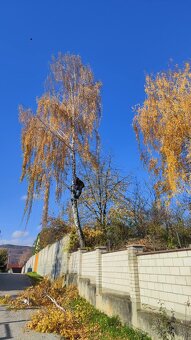 Rizikové rezanie stromov - 15