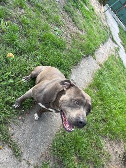 Americký stafordsirsky terier, Stafford, amstaf - 15